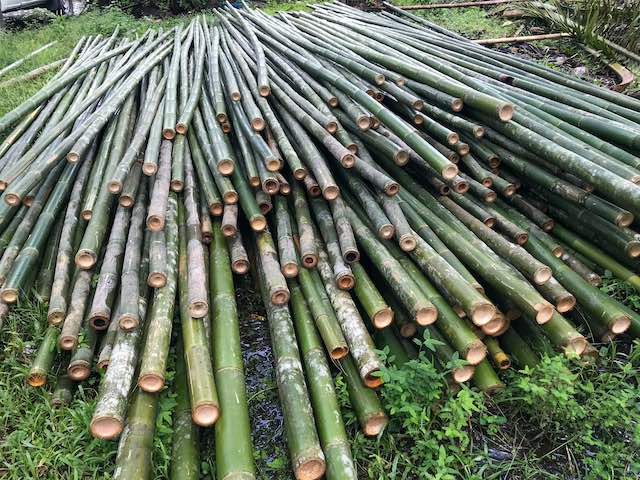 Bambusstangen als Rohstoff